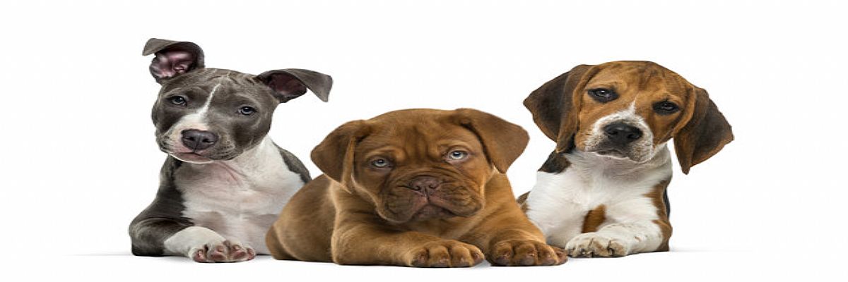 Plano de saúde para cachorro e gato vale a pena? Plano de saúde para cachorro e gato vale a pena?